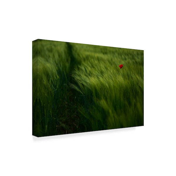 Kovop 'In The Wind Red Flower' Canvas Art,30x47